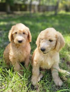 doodle puppies for sale