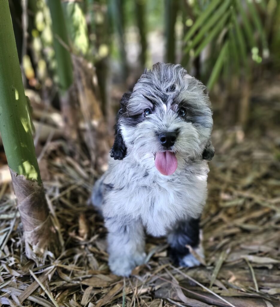 Aussiedoodle