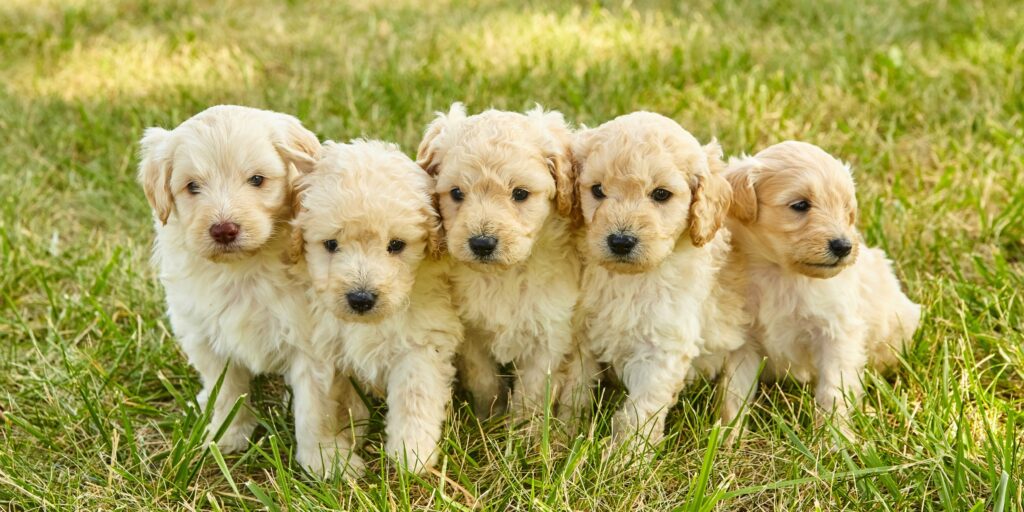 Vaccination Guide - Goldendoodle Puppies