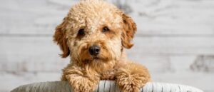 Petite-Goldendoodle