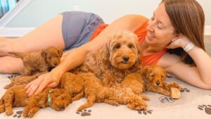 golden doodle puppies