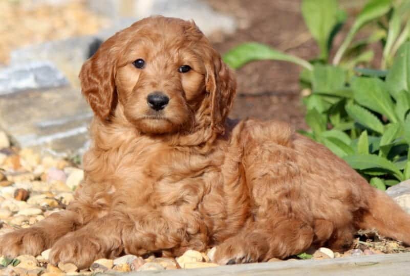 Goldendoodle Puppies for Sale