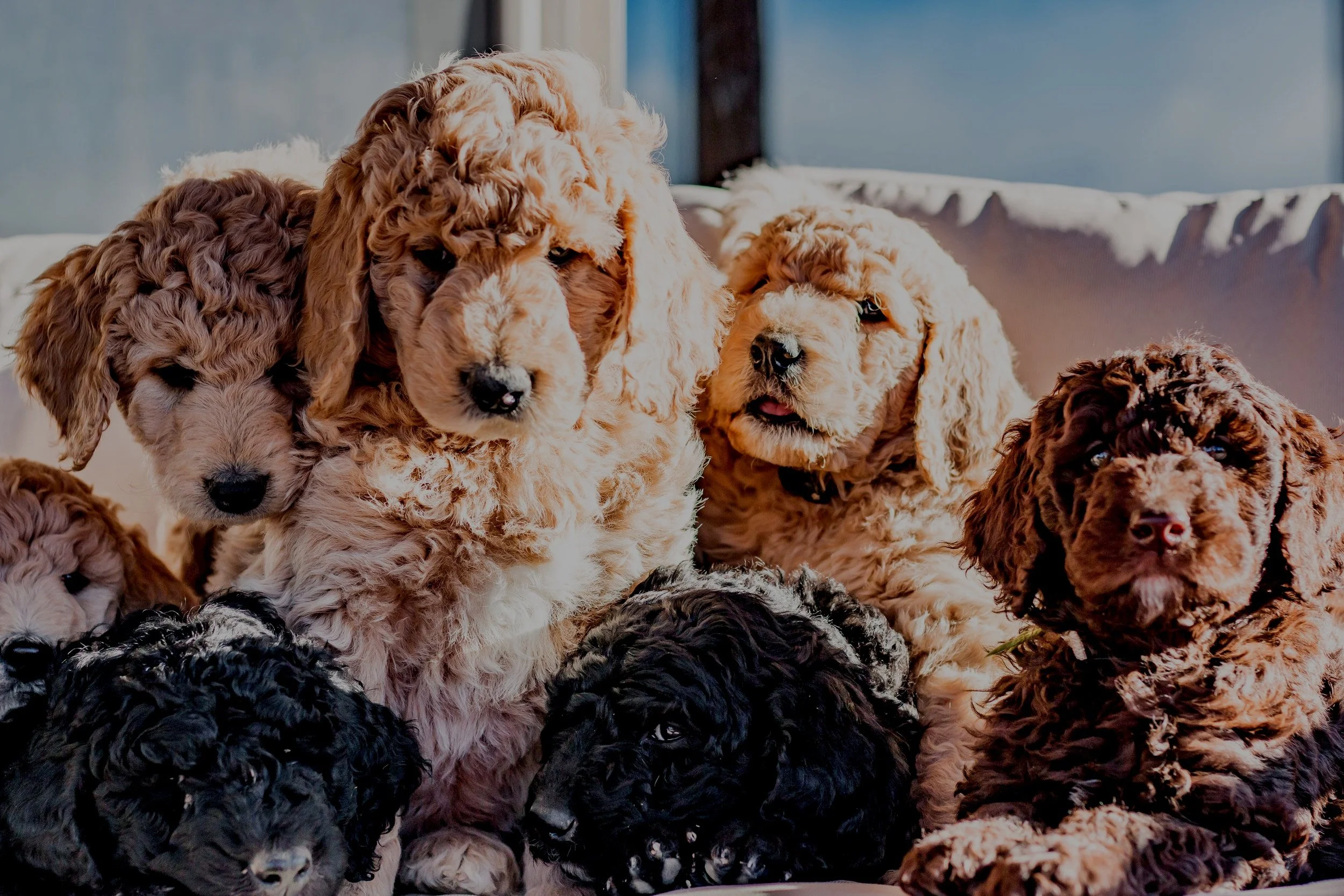 Goldendoodle for Sale