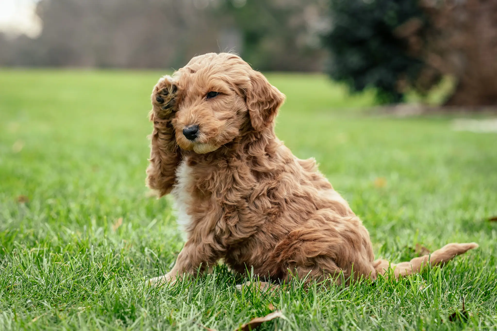 Do Goldendoodles