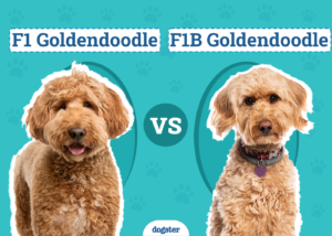 F1 vs F1B vs F2B Goldendoodle