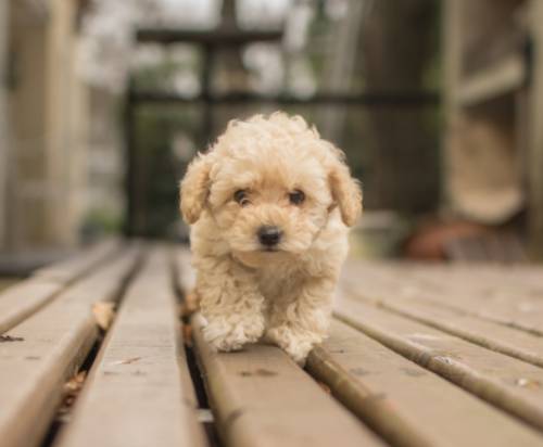 F1 Goldendoodle