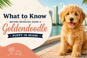 Goldendoodles Puppy in Miami