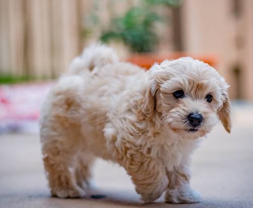 F1B Goldendoodle
